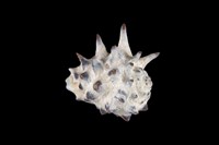 藏品(黃齒岩螺)的圖片